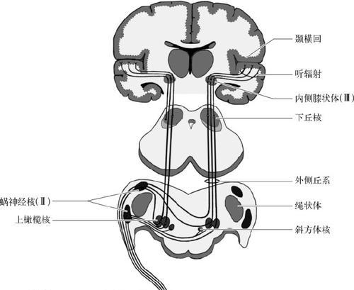 如何通关人体工厂的听觉车间（听觉车间通关技巧分享）