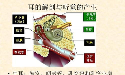 以游戏为主，拓展人体工厂听觉中枢通关技巧（挑战听觉极限）