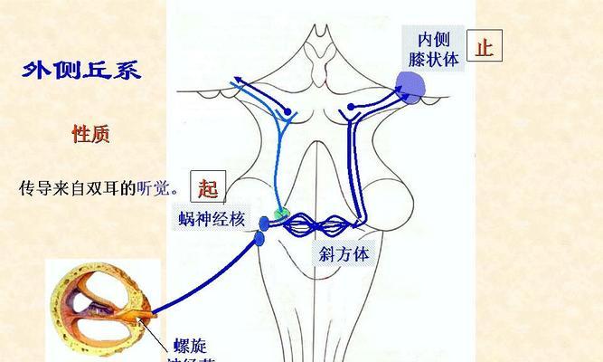 人体工厂通关秘籍（掌握中枢神经）