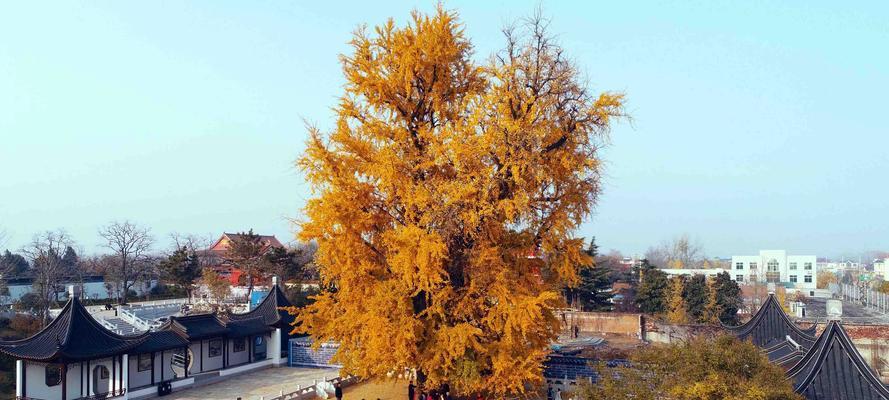 《我的世界手游》游戏神树建造攻略（轻松学会如何建造神树）